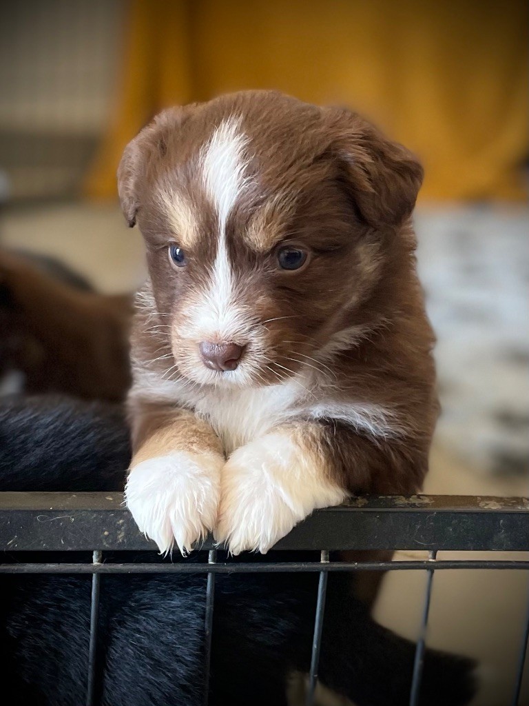 Born in Aulero - Chiots disponibles - Berger Américain Miniature 