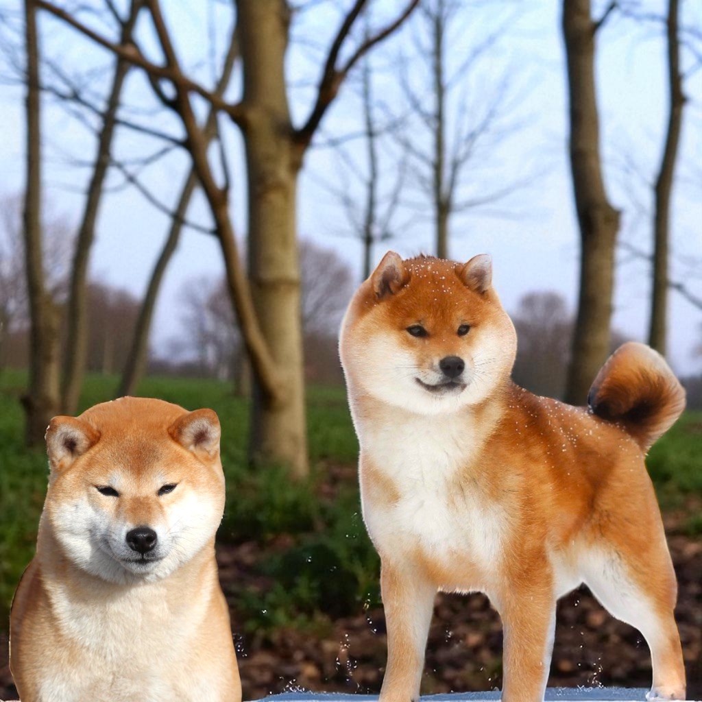 Born in Aulero - Shiba - Portée née le 02/08/2025