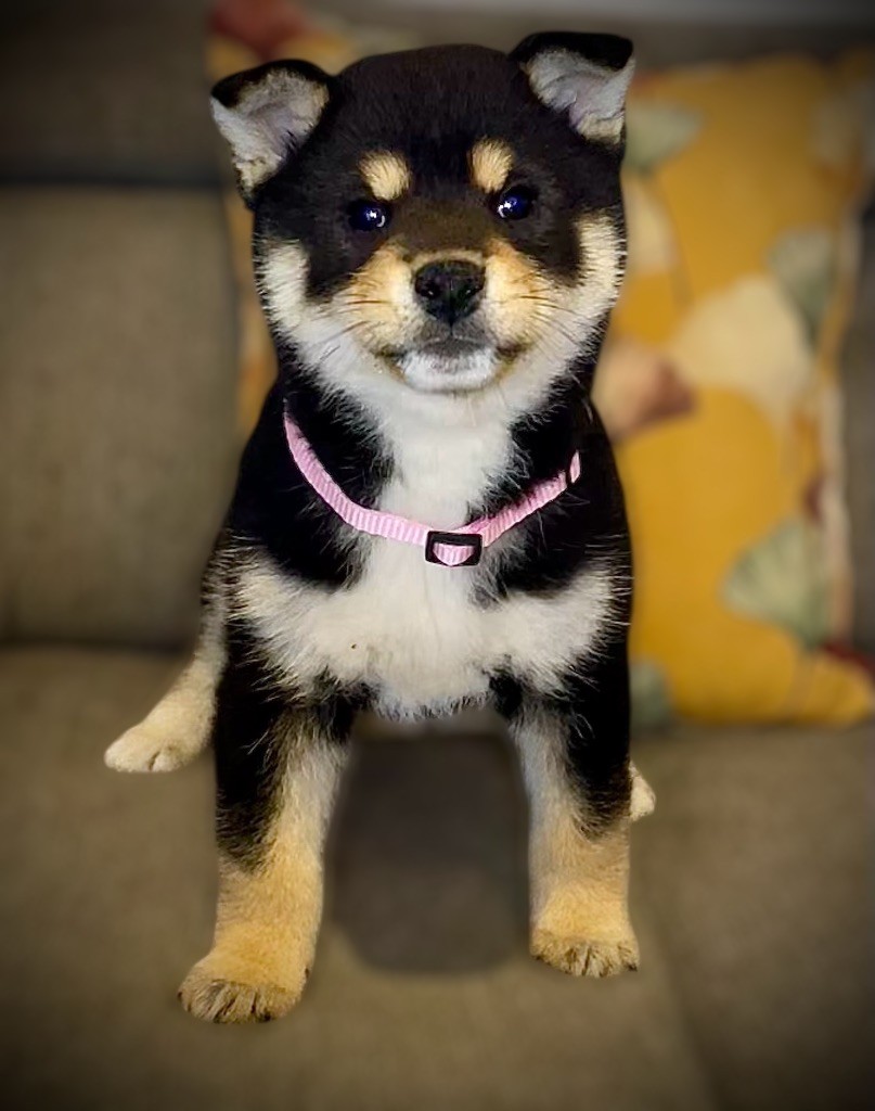 Born in Aulero - Chiots disponibles - Shiba