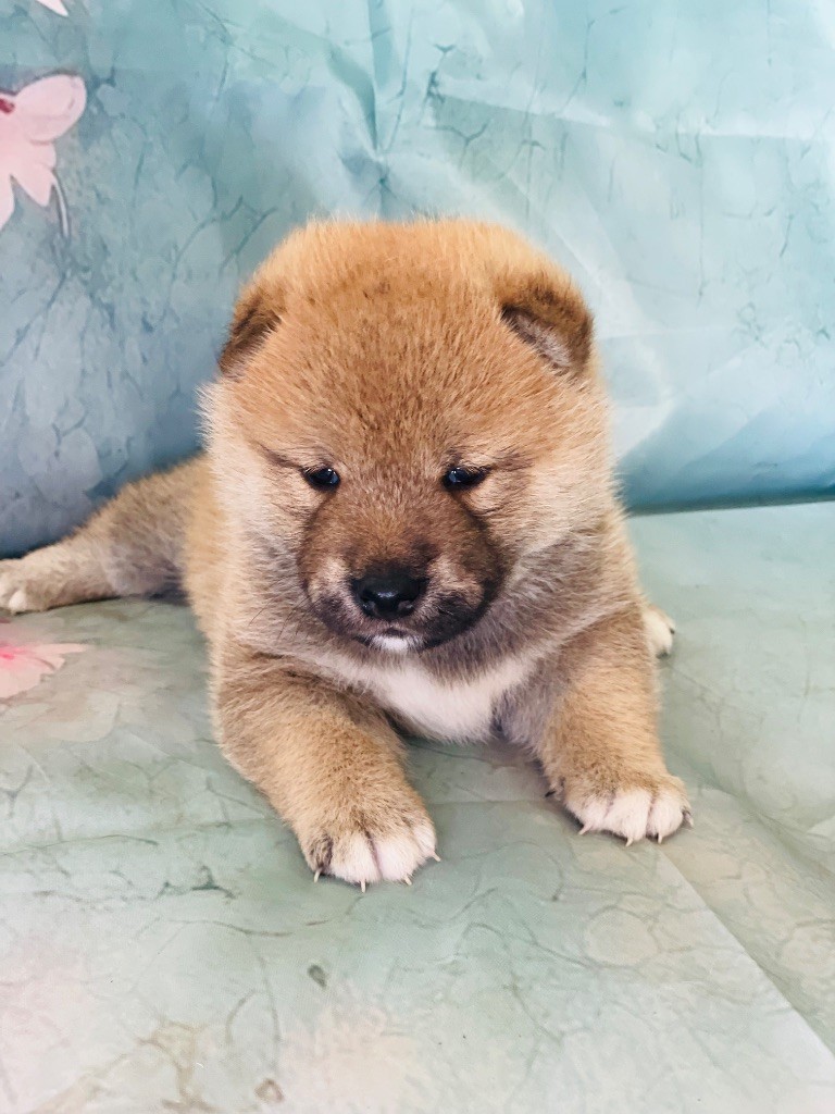 Born in Aulero - Chiots disponibles - Shiba