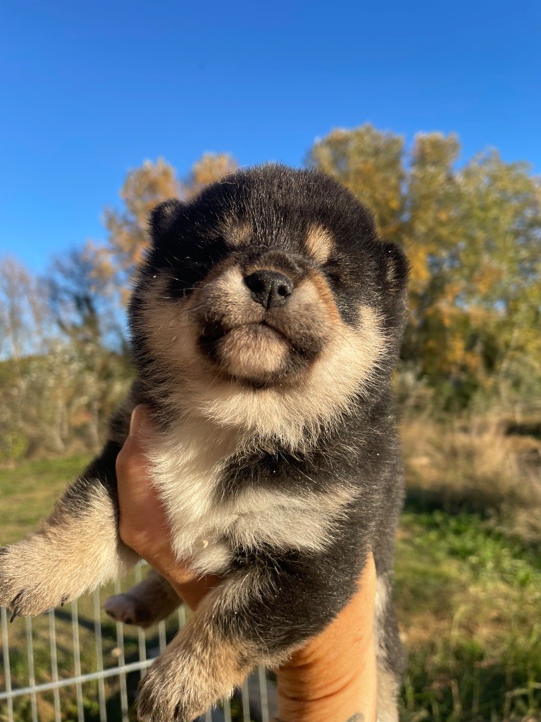 Born in Aulero - Chiots disponibles - Shiba