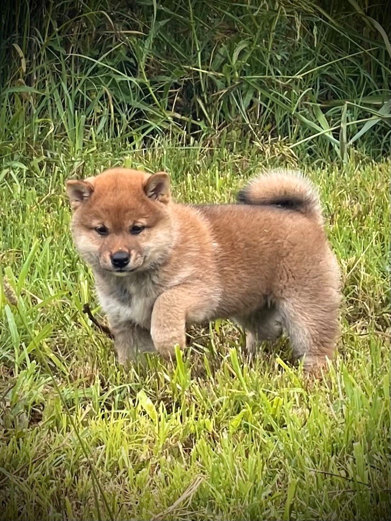 Born in Aulero - Chiots disponibles - Shiba